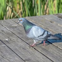 По-деловому прошёл мимо :: Валерий Иванович По-деловому прошёл мимо :: Валерий Иванович