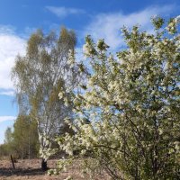 Весна идёт, весне дорогу! :: Галина Минчук Весна идёт, весне дорогу! :: Галина Минчук