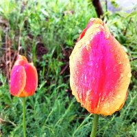 После дождя :: Любовь Сахарова