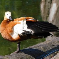 Самка огаря :: Лина 