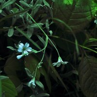 Цветочки :: Юрий Гайворонскiий Цветочки :: Юрий Гайворонскiий