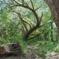 Куда,ты тропинка,меня  привела :: Валентин Семчишин