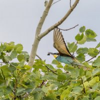 золотистые щурки :: юрий макаров золотистые щурки :: юрий макаров