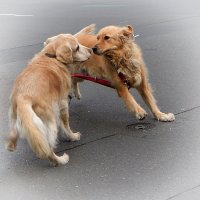 ************* :: Dan Berli