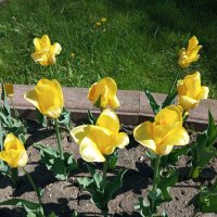 Солнечные :: Елена Семигина