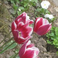 Тюльпаны - вестники весны :: Дмитрий Никитин