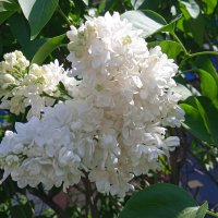 май :: Елена Шаламова