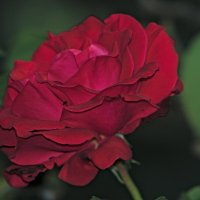 Роза :: Giant Tao / Роза :: Giant Tao /