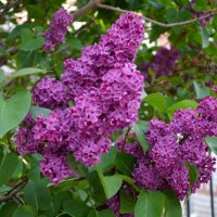 Цветет сирень,  парфюм манящий разливая.. . :: Надежда Куркина 