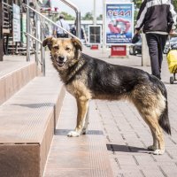 Благороднейший Собака в естественной среде обитания :: Коля Лукашов
