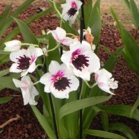 Орхидея :: Светлана Хращевская