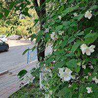 ,,, :: Сергей Тимоновский