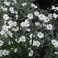 Ясколка :: Рита Симонова