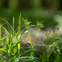 ___ :: Yuriy V ___ :: Yuriy V