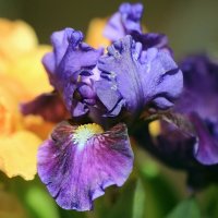 Ирис :: ZNatasha - Ирис :: ZNatasha -