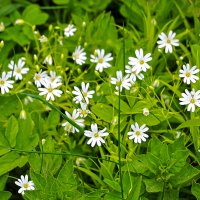 Звёздчатка дубравная :: Светлана 