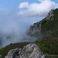 Природа Крыма :: Amazing Cosmea