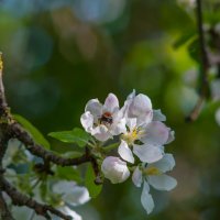 Цветок яблони. :: Анатолий Нецепляев