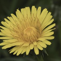 маленькое солнце :: Vlad Krrr