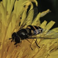 пчела :: Vlad Krrr