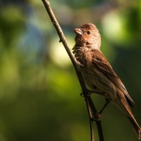 Чечевица. :: Владимир Безбородов Чечевица. :: Владимир Безбородов