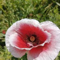 С оборочкой :: Татьяна Пальчикова