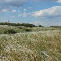 Ковыль. :: Виктор Ковыль. :: Виктор