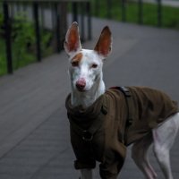 ***** :: юрий поляков