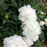 Пионы :: Татьяна Пальчикова