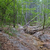 Истоки лесного ручья :: Юрий Яловенко