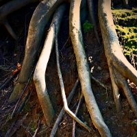 Весенние зарисовки 151 :: Алексей Кузнецов