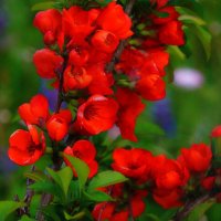 Айва в цвету :: Наталья Лакомова Айва в цвету :: Наталья Лакомова