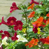 Мимулюс (губастик) – редкий цветок с яркой окраской и долгим цветением :: Татьяна Смоляниченко