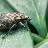 Зерновка :: Игорь Сарапулов