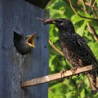 Скворец :: краснов юрий 