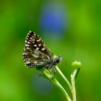 бабочки конца мая  1 :: Александр Прокудин