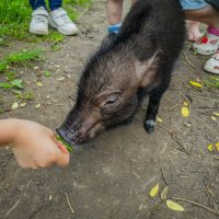 Свинёнок. :: Борис Калитенко