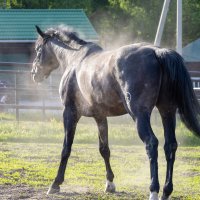 Лошадки :: k-e-r-g-u-d-u DM