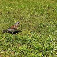 Дрозд рябинник с ВДНХ. :: Татьяна Помогалова