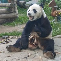 Панда Жуи :: <<< Наташа >>> Панда Жуи :: <<< Наташа >>>