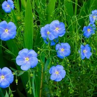 Синий ленок :: Милешкин Владимир Алексеевич 