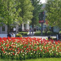 Весны цветение :: Ольга 