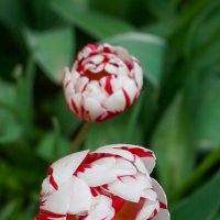 Тюльпаны в Аптекарском огороде :: Ольга 