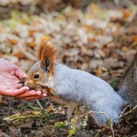 Белка :: SanSan 