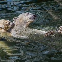 Белый :: SanSan 