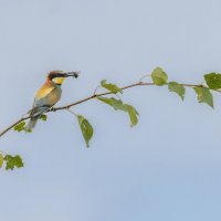 золотистые щурки :: юрий макаров