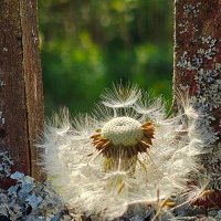 Застрявший одуванчик :: Галина Левина