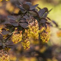 В пастельном виде. :: Петр Беляков В пастельном виде. :: Петр Беляков