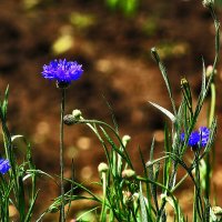 Голубенькие :: Юрий Гайворонскiий