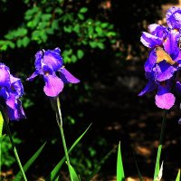 Голубенькие :: Юрий Гайворонскiий